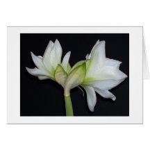 100_1530 amaryllis 2007 carte