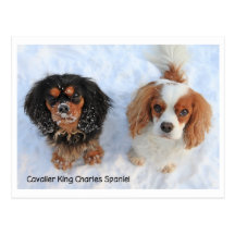 1011-M-swissdoggies 6 Cartes Postales