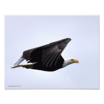 11X14 Eagle chauve en vol Photographies D’art