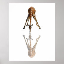 15B LE BAISER sur le blanc (16x20) Posters