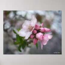 1. de floraison posters