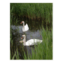 2+cygnes carte postale