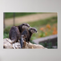 2 loutres affiches