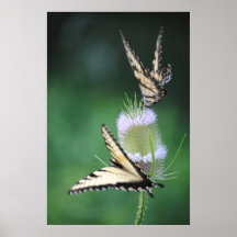 2 papillons orientaux de machaon de tigre affiches
