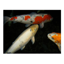 "3 Koi " Cartes Postales