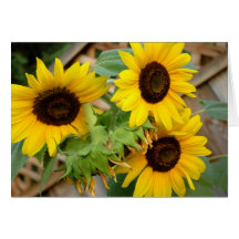 3 tournesols cartes de vœux