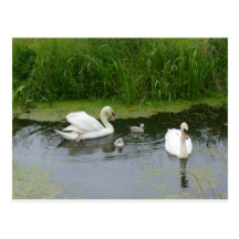 4swan carte postale