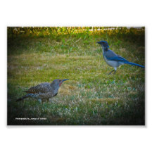 5 x 7 - clignotement du nord et Frotter-Geai occid Photographes