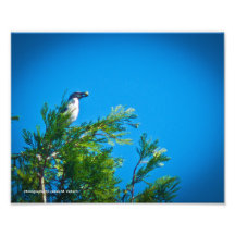 5 x 7 - Frotter-Geai occidental #1 Photos