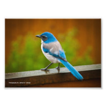 5 x 7 - Frotter-Geai occidental #3 Art Photographique