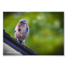 5 x 7 - Frotter-Geai occidental #4 Photographe