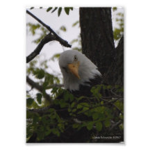 5X7 Eagle avec une attitude Photographes