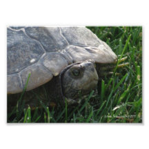 5X7 tortue - le vieil sage Photographies D’art