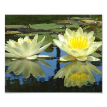 8x10 adoucissent le jaune photographe
