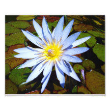 8x10 lis bleu Waterdrops Impression Photo