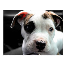 À l'os de chiot de mine carte postale
