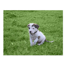 À l'os de chiot de mine cartes postales