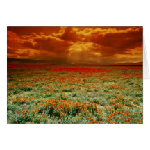 Abandonnez le coucher du soleil sur un champ des p carte