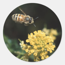 abeille adhésifs ronds
