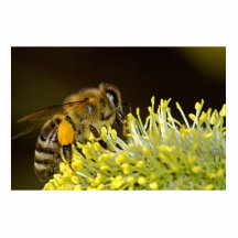 Abeille au travail photo en relief