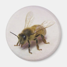 abeille de miel magnets