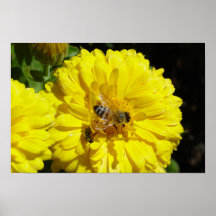 Abeille et coccinelle affiches