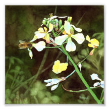 Abeille et moutarde sauvage - copie florale d'art impression photographique