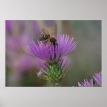 Abeille Posters