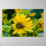 Abeille sur la fleur jaune posters