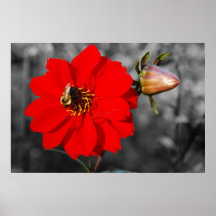 Abeille sur l'affiche rouge de fleur