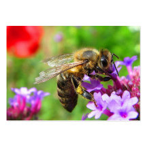 Abeille sur l'ATC de verveine Cartes De Visite Professionnelles