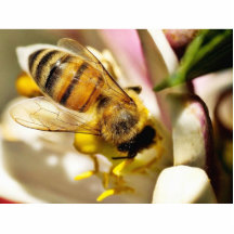 Abeille sur le citronnier de Meyer dans mon balcon Découpages En Acrylique