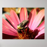 Abeille sur une marguerite de pluie posters