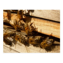 Abeilles de miel carte postale
