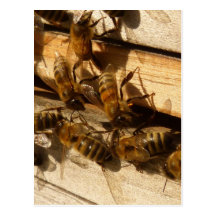 Abeilles de miel carte postale