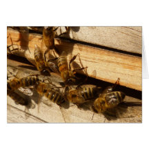 Abeilles de miel cartes
