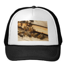 Abeilles de miel casquette