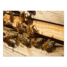 Abeilles de miel photo