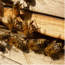 Abeilles de miel photo sculptures