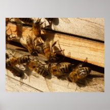 Abeilles de miel posters