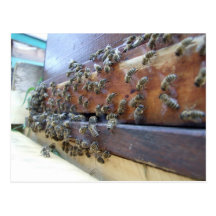 Abeilles obtenant dans leur ruche carte postale