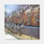 Abeilles obtenant dans leur ruche magnets