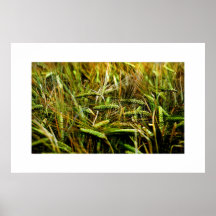Abrégé sur blé posters