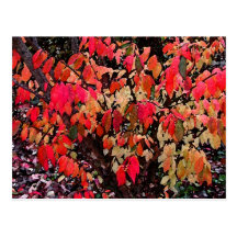 Abrégé sur Bush brûlant Cartes Postales