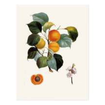 Abricot Cartes Postales