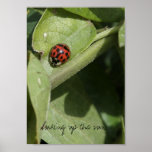 Absorbez le soleil. posters