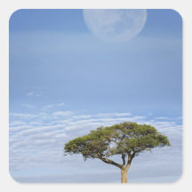 Acacia d'épine de parapluie, tortilis d'acacia, et autocollants