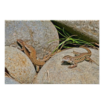 Accouplement de lézards art photographique