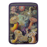 Actinie de Haeckel Poche Macbook