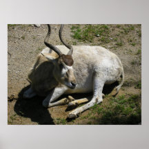 Addax Posters